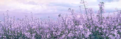 Mimichuu  nude leaked OnlyFans photo