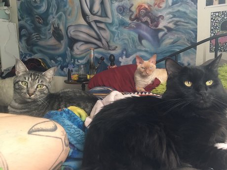 Jiggy Cat Tribe Asmr