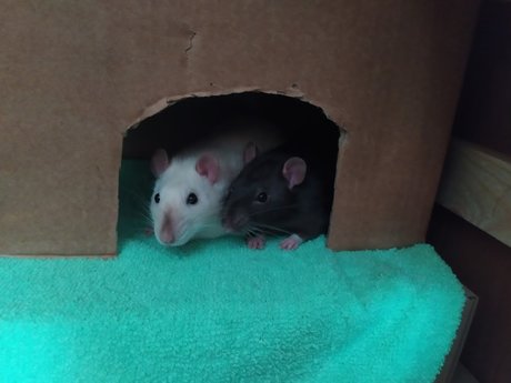 Mrfufu Duduch Ampamp Mrchurchill Rats