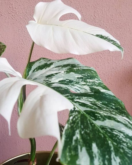 Monstera Mania
