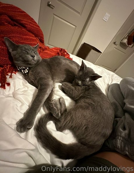 Maddylovings