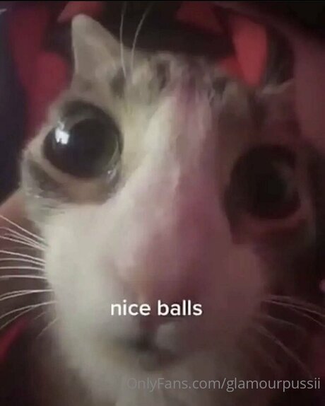 Glamourpussii