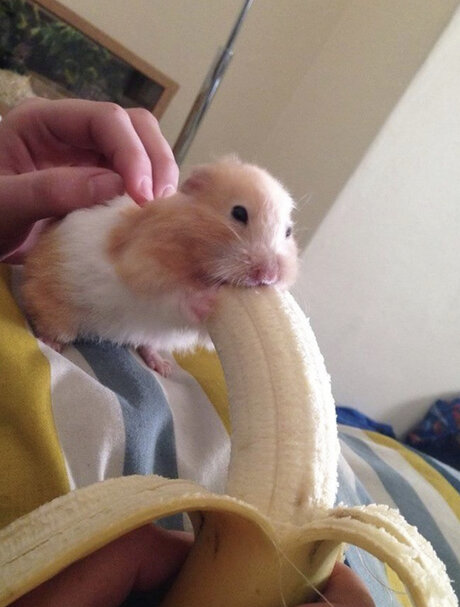 Tiny Ampamp Thicc With A Big Attitude