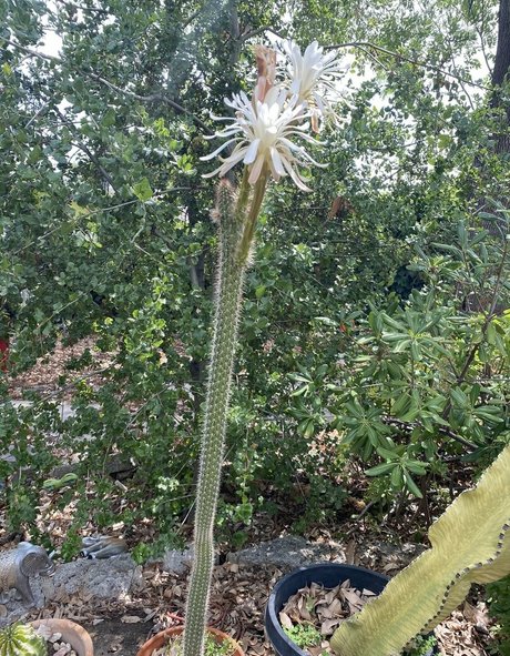 Tallielorain  nude leaked OnlyFans photo